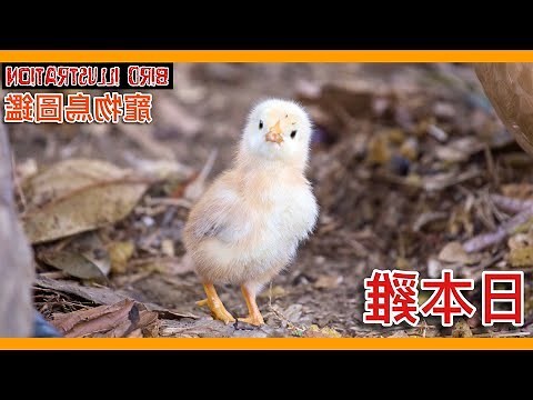 住家 可以養 雞嗎